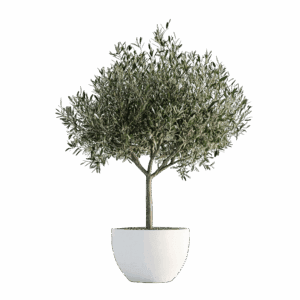 elegant-olive-tree-white-pot-symbol-peace-serenity