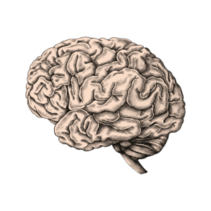 hand-drawn-human-brain