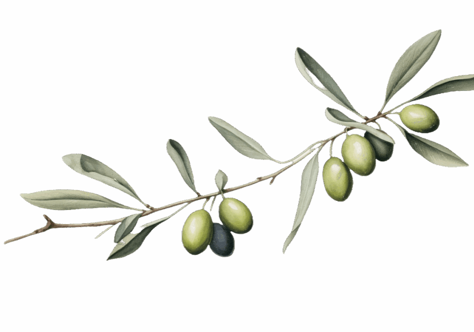 olive long tree
